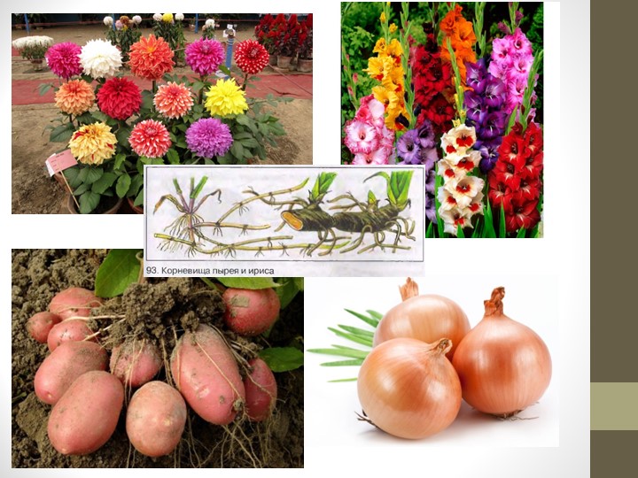 Презентация по биологии "Видоизменения побегов" 6 класс - Учебники, Презентации и Подготовка к Экзаменам для Школьников на Klass-Uchebnik.com