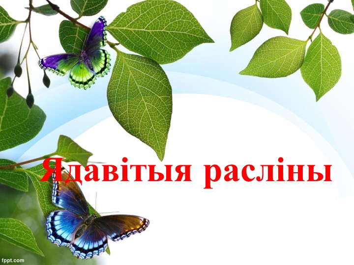Презентация по биологии на тему "Ядавітыя грыбы" Учебники, Презентации и Подготовка к Экзаменам для Школьников на Klass-Uchebnik.com