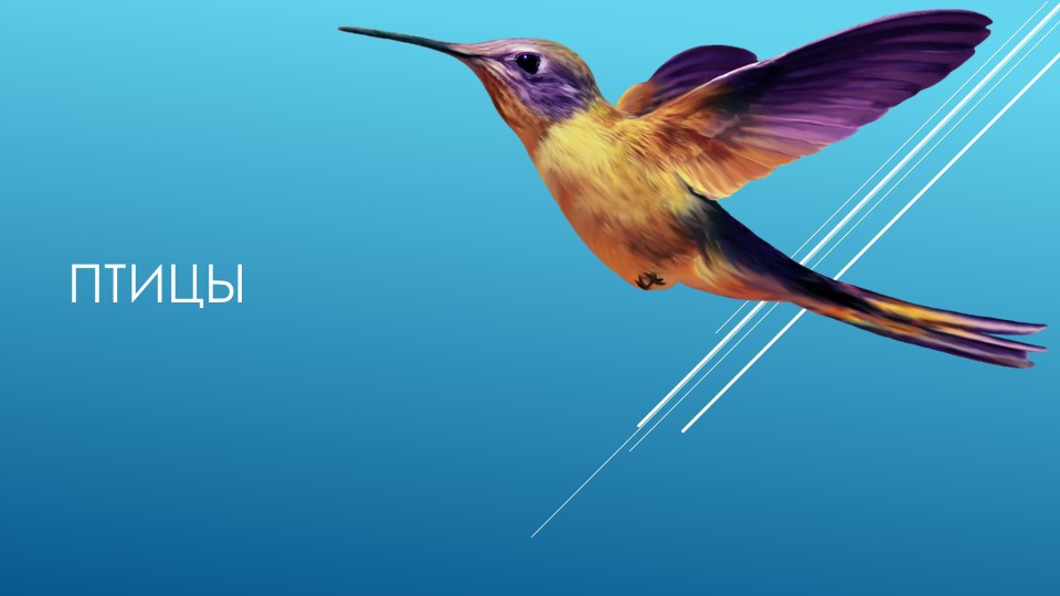 Презентация по окружающему миру "Всё о птицах" - Учебники, Презентации и Подготовка к Экзаменам для Школьников на Klass-Uchebnik.com