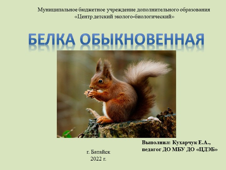 Презентация по биологии на тему "Белка обыкновенная" Учебники, Презентации и Подготовка к Экзаменам для Школьников на Klass-Uchebnik.com