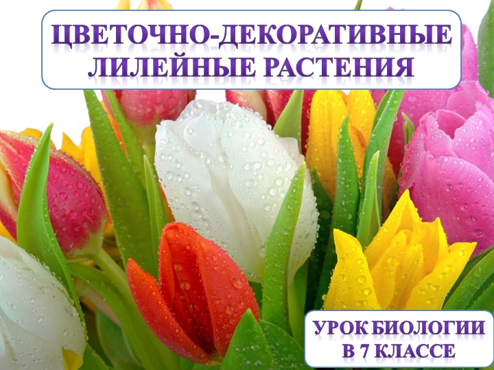 Презентация к уроку биологии по теме "Лилейные цветы" Учебники, Презентации и Подготовка к Экзаменам для Школьников на Klass-Uchebnik.com