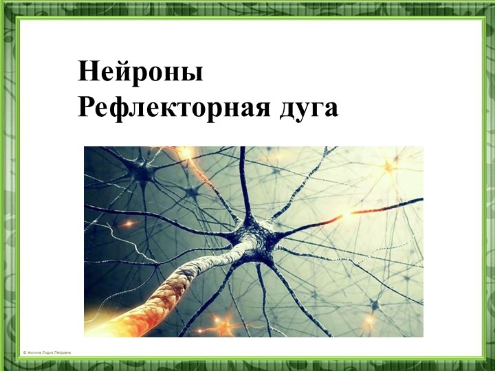 Презентация "Нейроны. Рефлекторная дуга" - Учебники, Презентации и Подготовка к Экзаменам для Школьников на Klass-Uchebnik.com