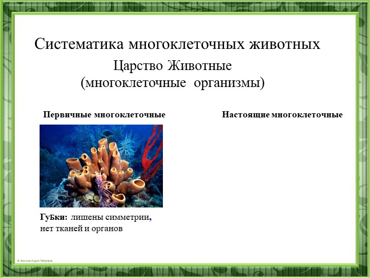 Презентация "Систематика многоклеточных животных" - Учебники, Презентации и Подготовка к Экзаменам для Школьников на Klass-Uchebnik.com