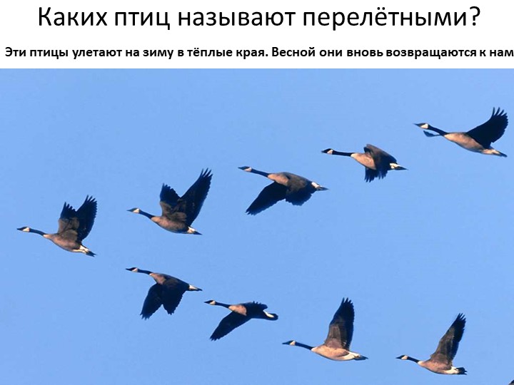 Окружающий мир на тему "Птицы" - Учебники, Презентации и Подготовка к Экзаменам для Школьников на Klass-Uchebnik.com