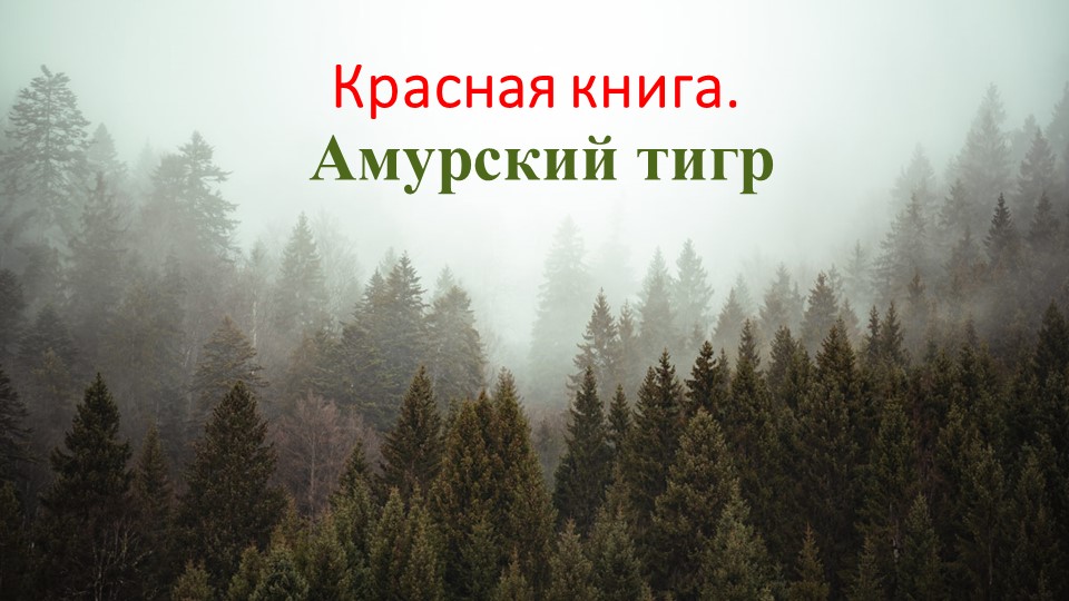Красная книга России Амурский тигр. - Учебники, Презентации и Подготовка к Экзаменам для Школьников на Klass-Uchebnik.com
