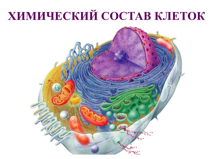 Презентация по биологии на тему: "Химический состав клеток" - Учебники, Презентации и Подготовка к Экзаменам для Школьников на Klass-Uchebnik.com