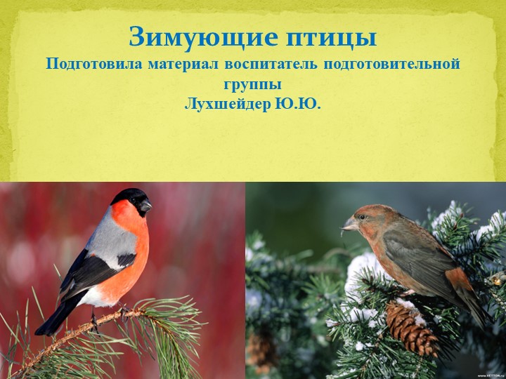 Презентация для дошкольников "Зимующие птицы" Учебники, Презентации и Подготовка к Экзаменам для Школьников на Klass-Uchebnik.com
