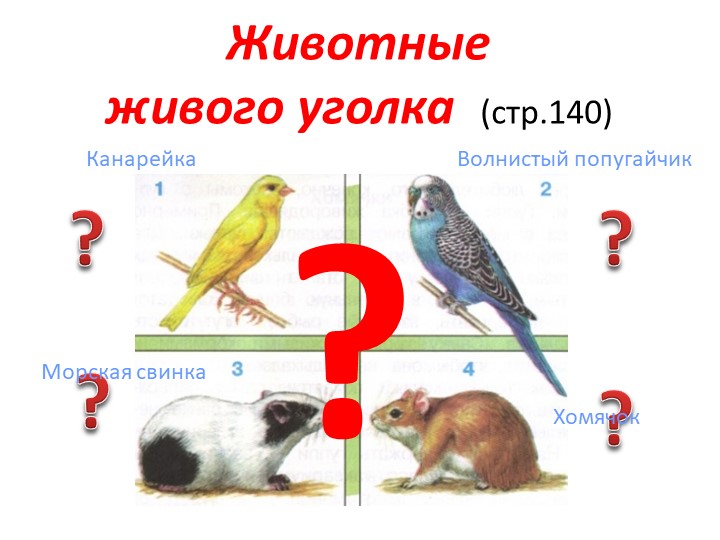 Презентация по окружающему миру на тему "Животные живого уголка" - Учебники, Презентации и Подготовка к Экзаменам для Школьников на Klass-Uchebnik.com