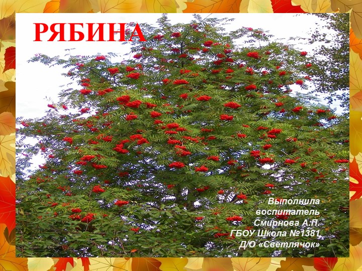 Презентация на тему: дерево "Рябина" - Учебники, Презентации и Подготовка к Экзаменам для Школьников на Klass-Uchebnik.com