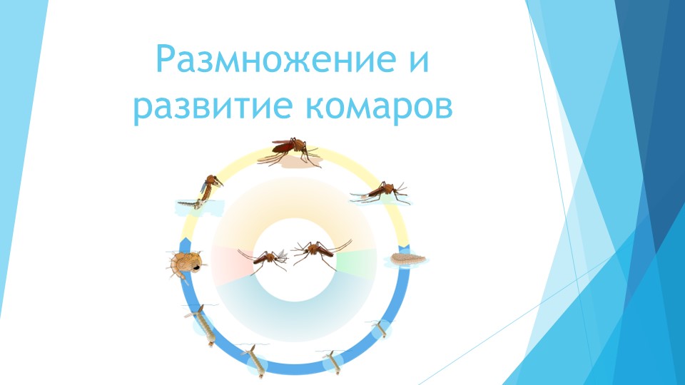 Презентация по окружающему миру на тему "Размножение и развитие комаров" - Учебники, Презентации и Подготовка к Экзаменам для Школьников на Klass-Uchebnik.com