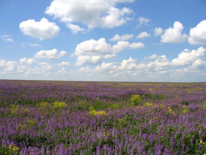 Презентация по окружающему миру " Разнообразие растений" Учебники, Презентации и Подготовка к Экзаменам для Школьников на Klass-Uchebnik.com