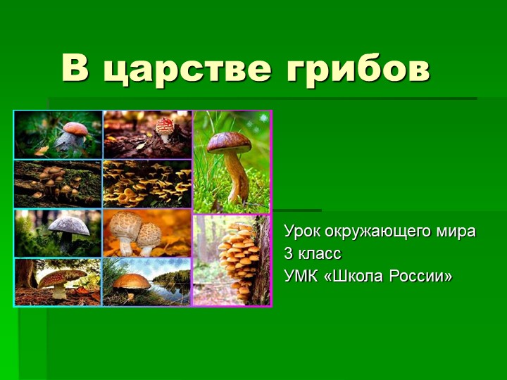 Презентация урока по окружающему миру на тему "Царство грибов" - Учебники, Презентации и Подготовка к Экзаменам для Школьников на Klass-Uchebnik.com