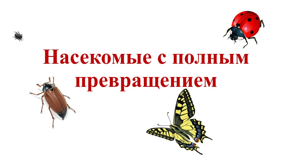 Тема урока "Насекомые с полным превращением" - Учебники, Презентации и Подготовка к Экзаменам для Школьников на Klass-Uchebnik.com