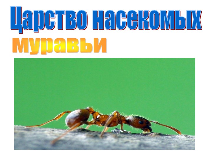 Презентация по окружающему миру "Царство насекомых" - Учебники, Презентации и Подготовка к Экзаменам для Школьников на Klass-Uchebnik.com