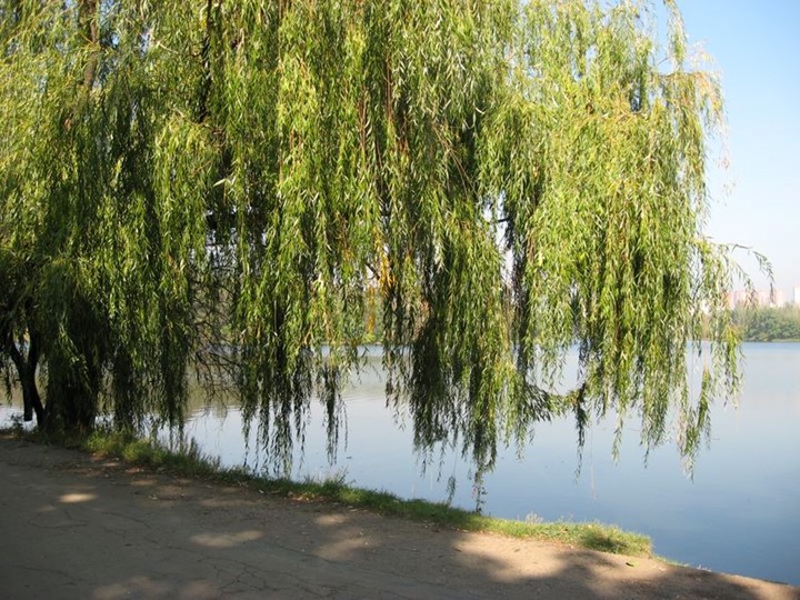 Урок литературного краеведения для 5 класса "Без березы не мыслю России" Учебники, Презентации и Подготовка к Экзаменам для Школьников на Klass-Uchebnik.com