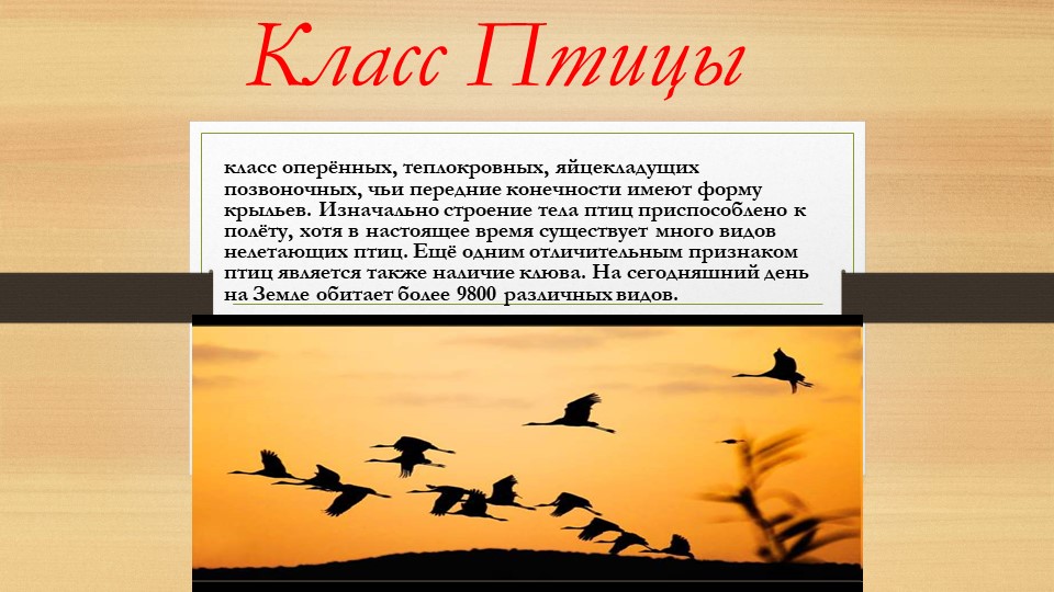 Презентация по биологии на тему "Класс птицы" (7 класс) Учебники, Презентации и Подготовка к Экзаменам для Школьников на Klass-Uchebnik.com