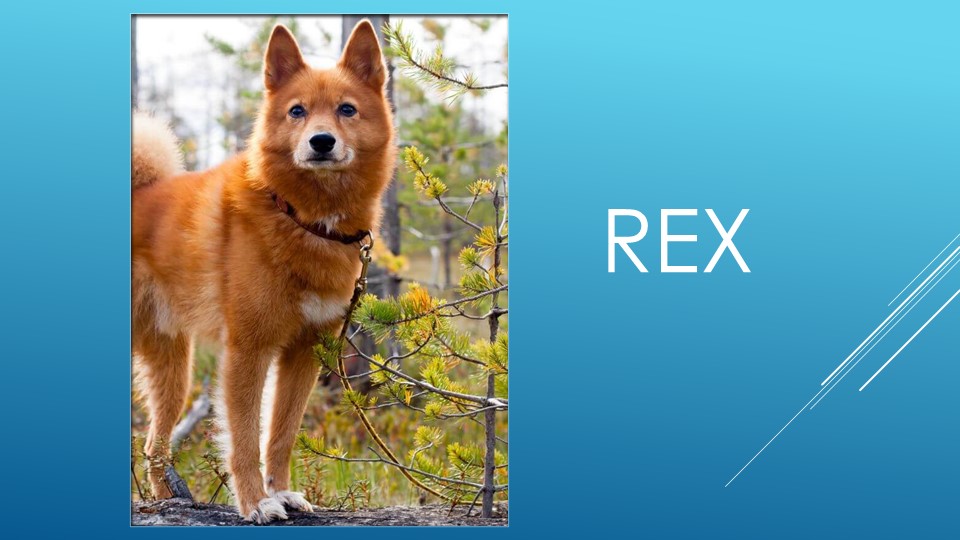 Презентация к уроку Step23 2 класс "Учим прилагательные" Учебники, Презентации и Подготовка к Экзаменам для Школьников на Klass-Uchebnik.com