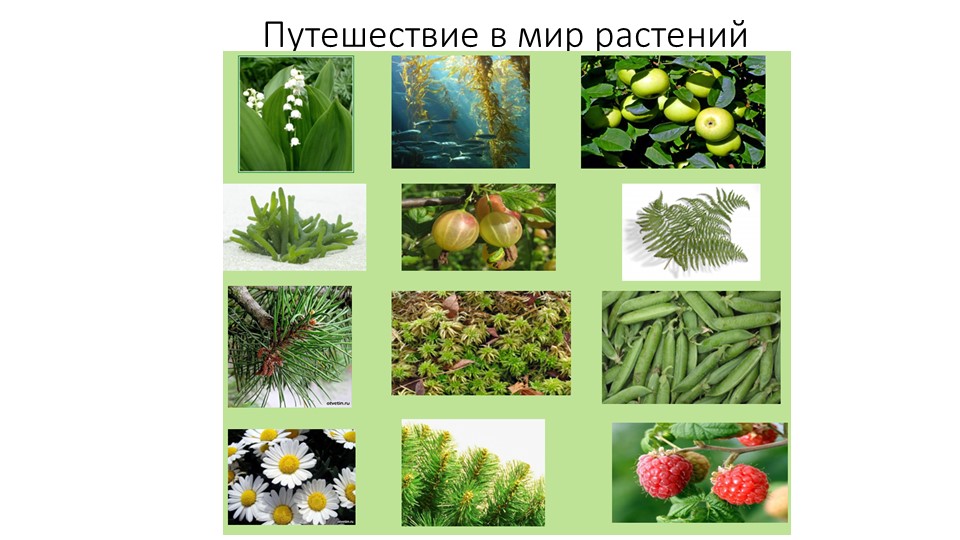 Презентация к игре- путешествию "Путешествие в мир растений" - Учебники, Презентации и Подготовка к Экзаменам для Школьников на Klass-Uchebnik.com