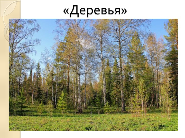 Презентация к занятия по окружающему миру "Деревья" - Учебники, Презентации и Подготовка к Экзаменам для Школьников на Klass-Uchebnik.com