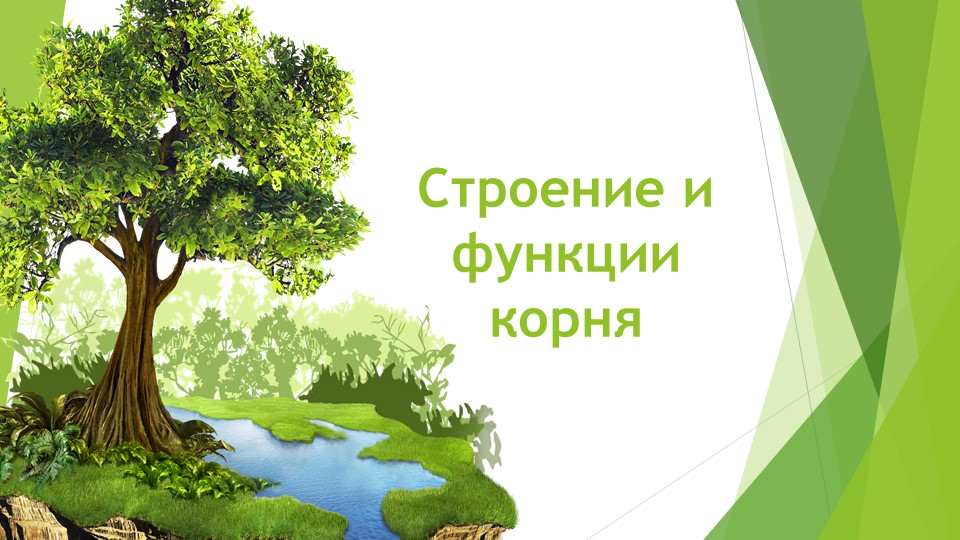 Презентация по биологии "Строение и функции корня" Учебники, Презентации и Подготовка к Экзаменам для Школьников на Klass-Uchebnik.com