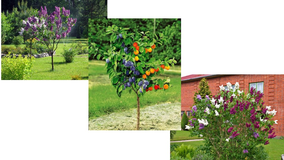 Презентация "Прививка плодовых культур" - Учебники, Презентации и Подготовка к Экзаменам для Школьников на Klass-Uchebnik.com