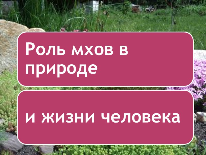 Презентация на тему роль мхов в природе и жизни человека - Учебники, Презентации и Подготовка к Экзаменам для Школьников на Klass-Uchebnik.com