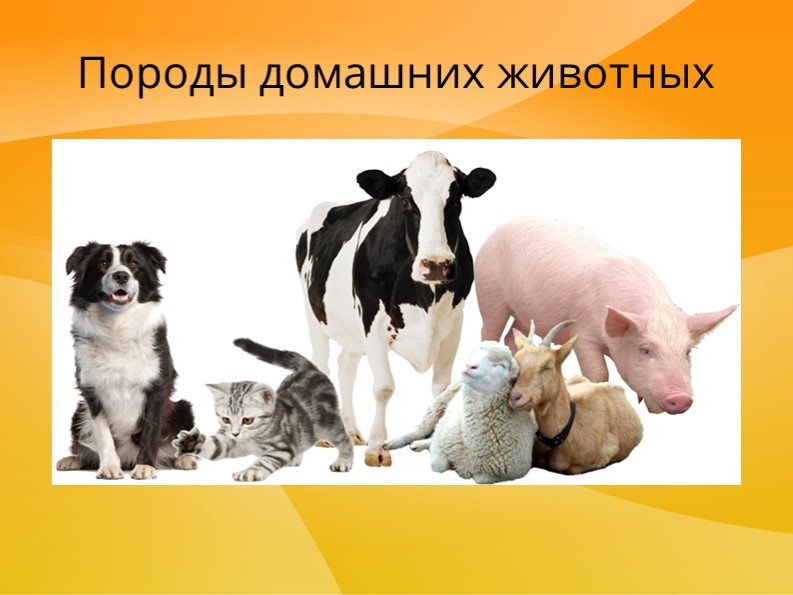 Презентация по окружающему миру на тему "Породы домашних животных (2 класс) - Учебники, Презентации и Подготовка к Экзаменам для Школьников на Klass-Uchebnik.com