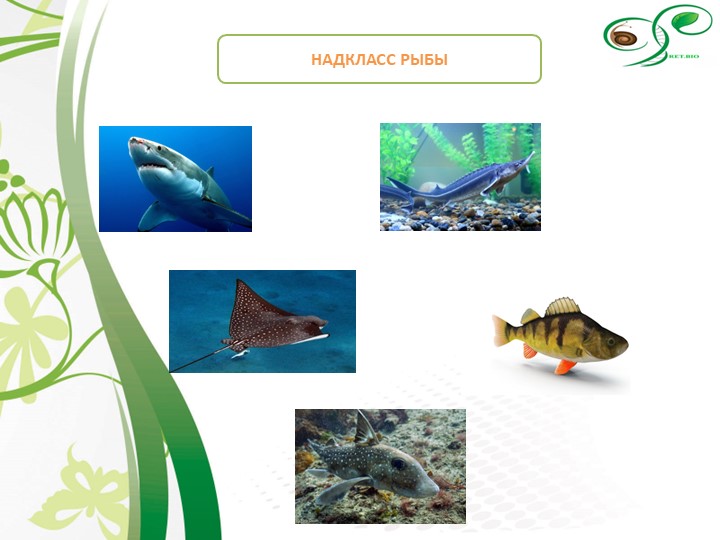 Презентация по зоологии "Рыбы" - Учебники, Презентации и Подготовка к Экзаменам для Школьников на Klass-Uchebnik.com