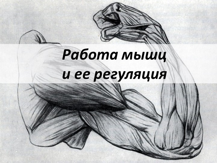 Презентация "Работа скелетной мускулатуры" Учебники, Презентации и Подготовка к Экзаменам для Школьников на Klass-Uchebnik.com