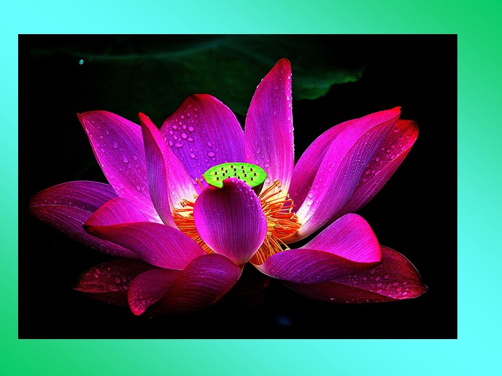 Презентация "Цветок, его строение и значение" Учебники, Презентации и Подготовка к Экзаменам для Школьников на Klass-Uchebnik.com