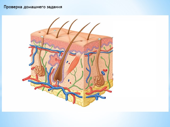 Презентация "Уход за кожей. Гигиена". Учебники, Презентации и Подготовка к Экзаменам для Школьников на Klass-Uchebnik.com