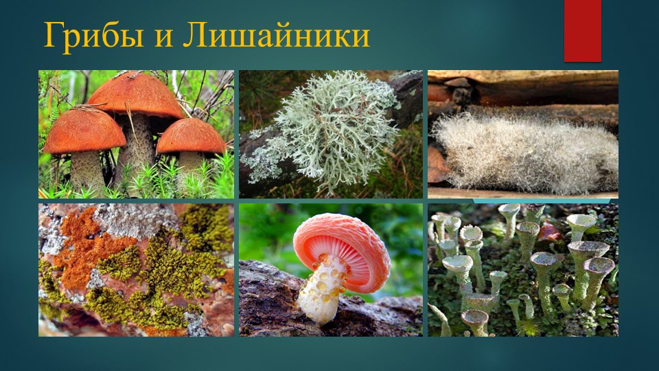 Презентация по биологии 9 класс "Грибы и лишайники" - Учебники, Презентации и Подготовка к Экзаменам для Школьников на Klass-Uchebnik.com