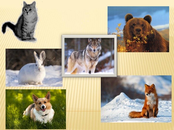 Презентация "О кошечках и собачках" Учебники, Презентации и Подготовка к Экзаменам для Школьников на Klass-Uchebnik.com