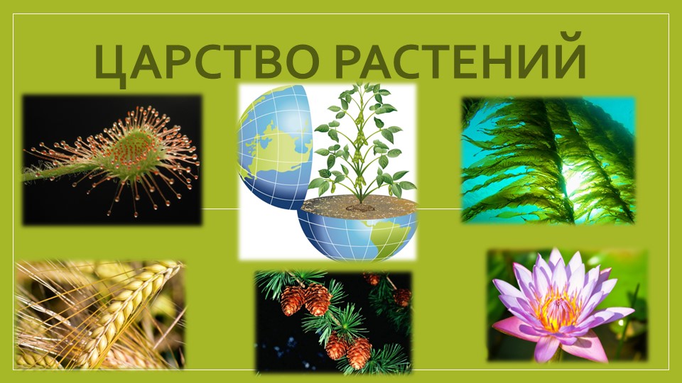 Презентация по биологии на тему "Общее знакомство с растительным организмом" (6 класс) Учебники, Презентации и Подготовка к Экзаменам для Школьников на Klass-Uchebnik.com