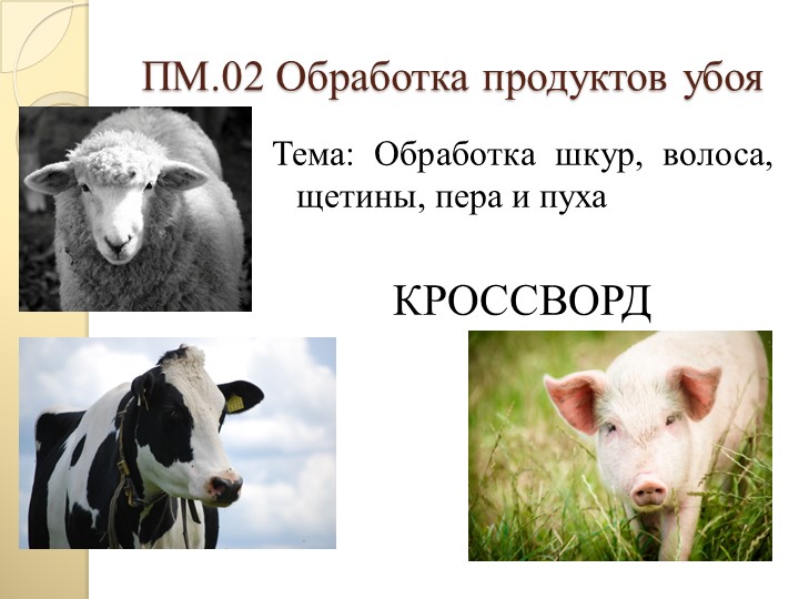 Презентация по ПМ.02 "Обработка продуктов убоя" для специальности 19.02.08 Технология мяса и мясных продуктов Кроссворд на тему "Обработка шкур, волоса, щетины, пера и пуха" - Учебники, Презентации и Подготовка к Экзаменам для Школьников на Klass-Uchebnik.com