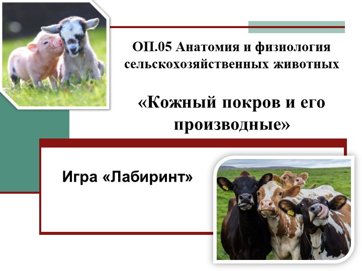 Презентация по дисциплине Анатомия и физиология сельскохозяйственных животных, игра "Лабиринт" на тему "Кожный покров и его производные" - Учебники, Презентации и Подготовка к Экзаменам для Школьников на Klass-Uchebnik.com