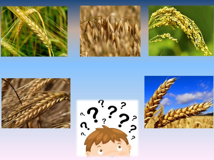 Презентация по окружающему миру на тему "Пшеница-зерновая культура" (3 класс) Учебники, Презентации и Подготовка к Экзаменам для Школьников на Klass-Uchebnik.com