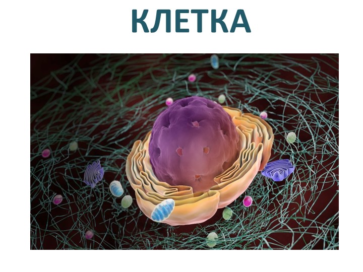 Презентация.Биология 5 класс "Клетка-структурно-функциональная единица" Учебники, Презентации и Подготовка к Экзаменам для Школьников на Klass-Uchebnik.com