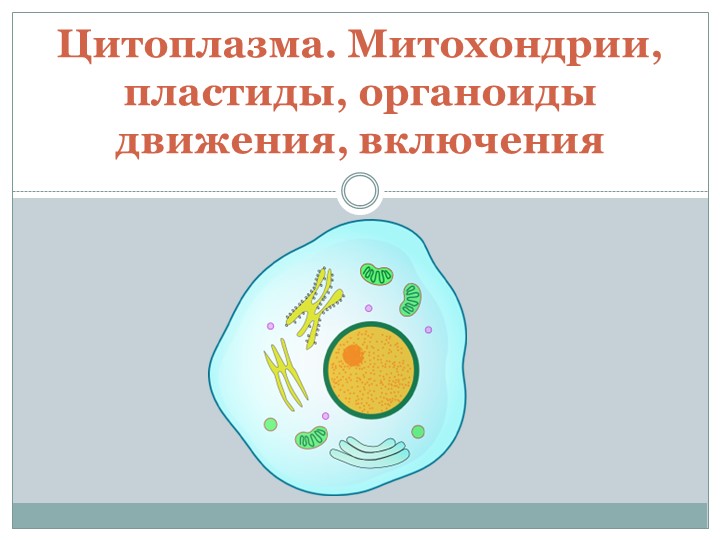 Презентация "Строение клетки. Митохондрии. Пластиды. Органоиды движения. Включения" - Учебники, Презентации и Подготовка к Экзаменам для Школьников на Klass-Uchebnik.com
