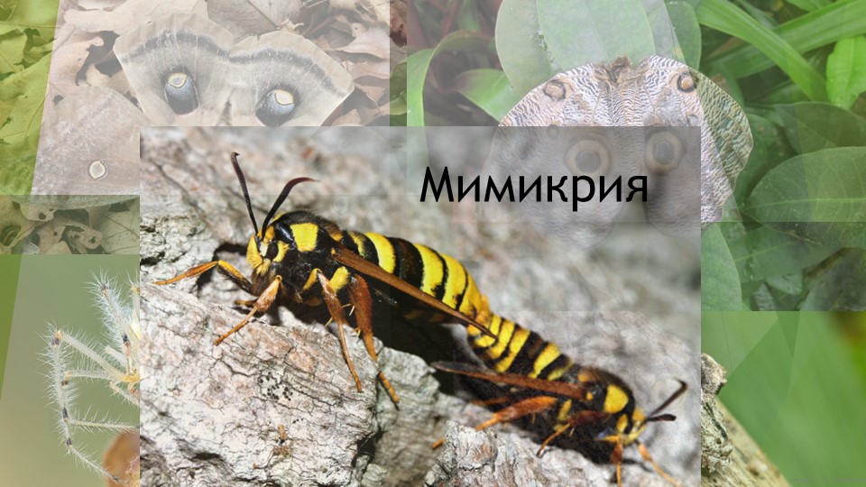 Презентация по биологии "Мимикрия" Учебники, Презентации и Подготовка к Экзаменам для Школьников на Klass-Uchebnik.com