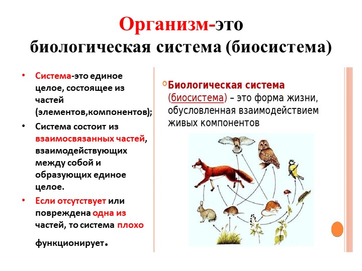 Презентация к уроку биологии 5 класс "Понятие об организме. Организм-биосистема" - Учебники, Презентации и Подготовка к Экзаменам для Школьников на Klass-Uchebnik.com