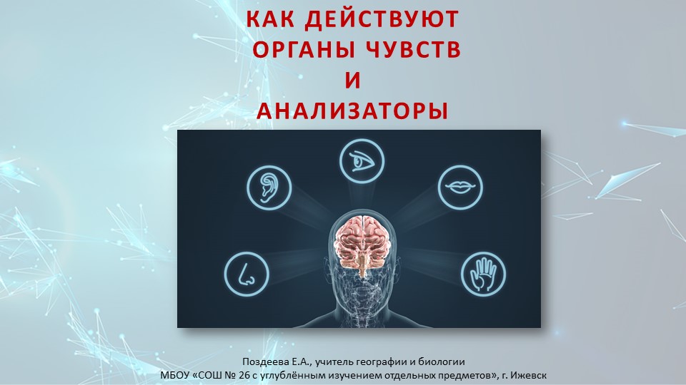 Презентация по биологии на тему "Как действуют анализаторы. Органы чувств" (9 класс)) - Учебники, Презентации и Подготовка к Экзаменам для Школьников на Klass-Uchebnik.com