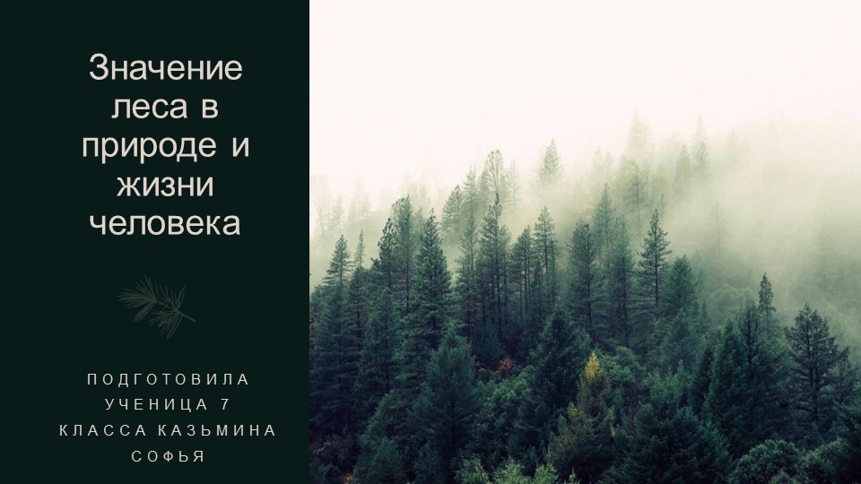 Презентация по географии на тему: "Значение леса в природе и жизни человека" Учебники, Презентации и Подготовка к Экзаменам для Школьников на Klass-Uchebnik.com