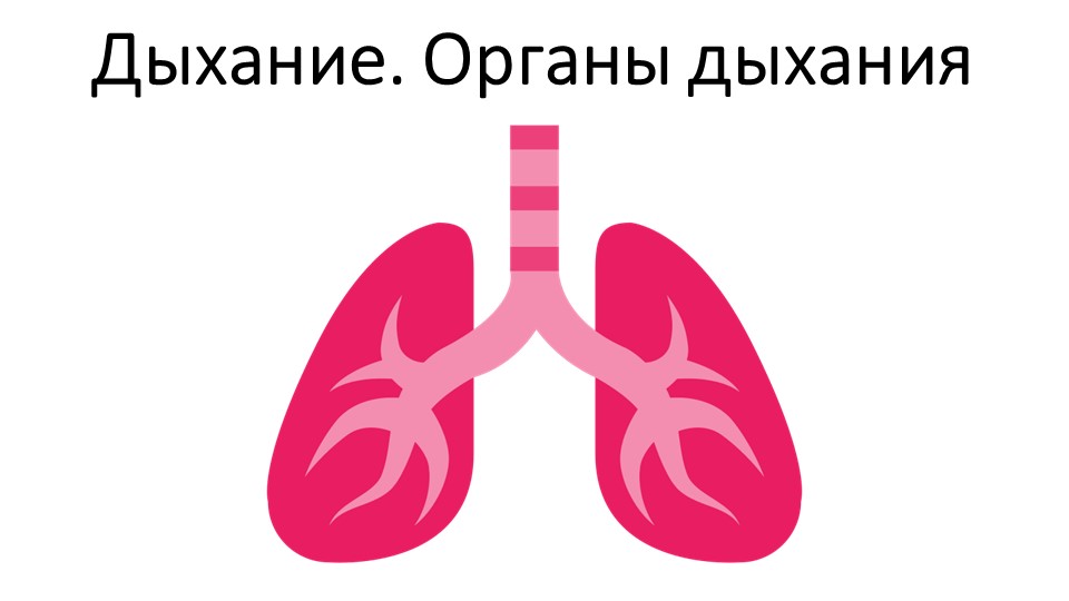 Презентация "Дыхание. Органы дыхания" - Учебники, Презентации и Подготовка к Экзаменам для Школьников на Klass-Uchebnik.com