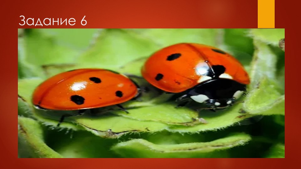 Подготовка к ЕГЭ по русскому языку( Задание 6) - Учебники, Презентации и Подготовка к Экзаменам для Школьников на Klass-Uchebnik.com