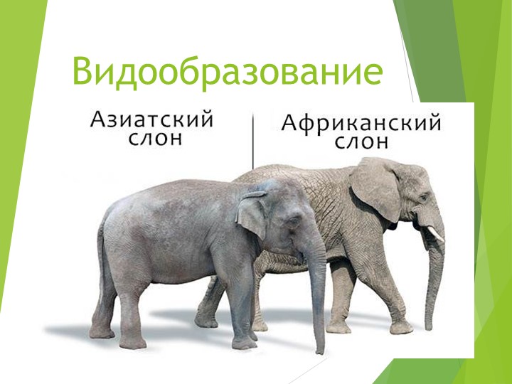 Презентация по биологии на тему "Видообразование" (11 класс) Учебники, Презентации и Подготовка к Экзаменам для Школьников на Klass-Uchebnik.com