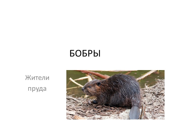 Презентация по окружающему миру про бобров Учебники, Презентации и Подготовка к Экзаменам для Школьников на Klass-Uchebnik.com