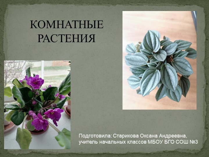 Презентация по окружающему миру "Комнатные растения" (2 класс) - Учебники, Презентации и Подготовка к Экзаменам для Школьников на Klass-Uchebnik.com