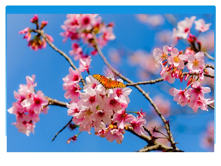 Презентация к уроку " Знакомство с узким и круглым лепестком в технике «Канзаши»." - Учебники, Презентации и Подготовка к Экзаменам для Школьников на Klass-Uchebnik.com