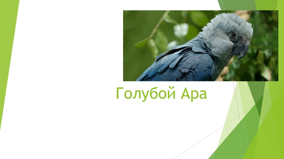 "Животное из Красной книги" презентация. 2 класс - Учебники, Презентации и Подготовка к Экзаменам для Школьников на Klass-Uchebnik.com